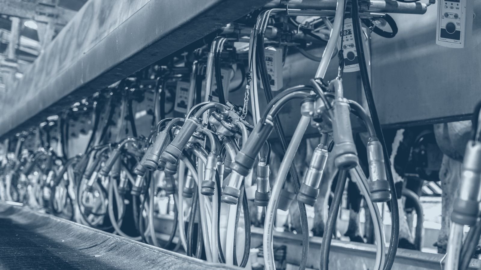 Industrial milking equipment in a dairy parlour